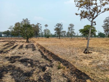 Yaprakları ve çimenler