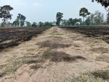 Yaprakları ve çimenler