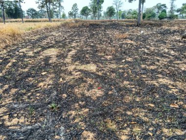 Yaprakları ve çimenler