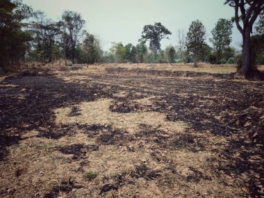 Yaprakları ve çimenler