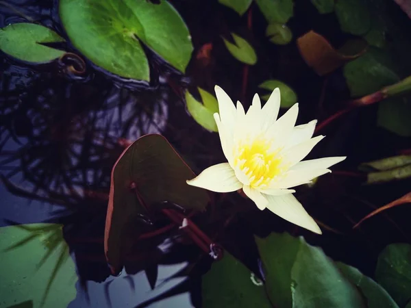 Квітка лотоса в лазні — стокове фото