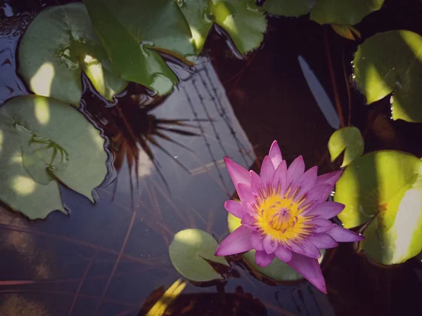 Квітка лотоса в лазні — стокове фото