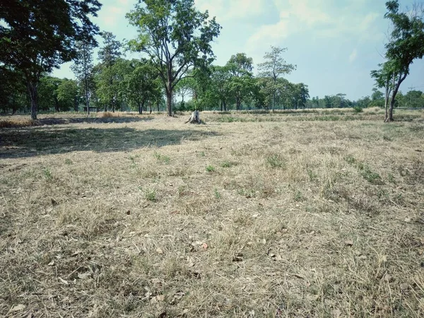 Geniş açık alanlarda ağaçlar