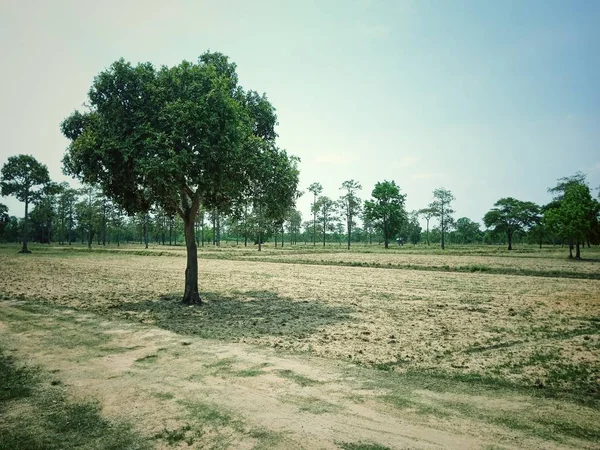 Árvores em largos campos abertos — Fotografia de Stock