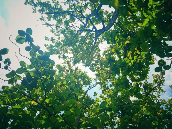 Árboles en el parque — Foto de Stock