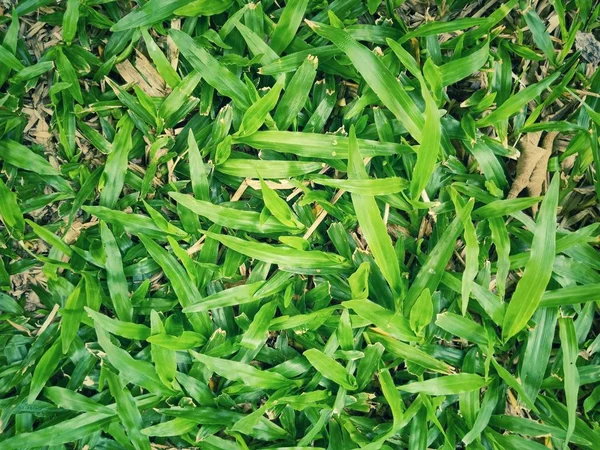 Löv och gräsmattor — Stockfoto
