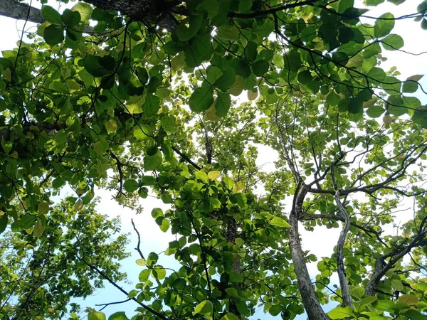 Elevación del árbol — Foto de Stock