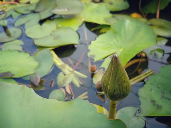 Lotus flower in the bath