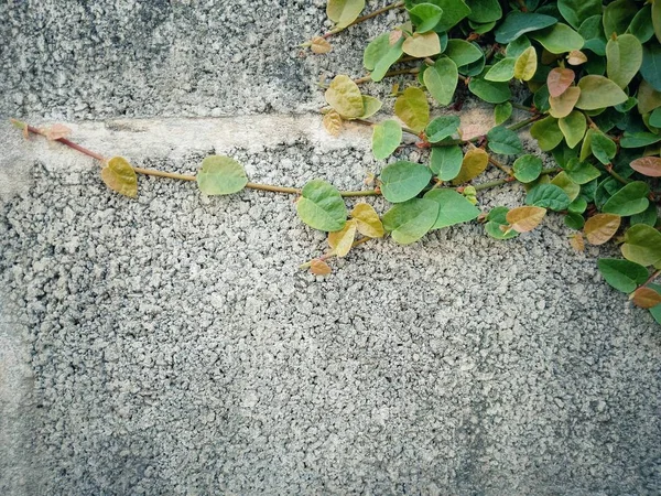 Latar belakang daun abstrak — Stok Foto