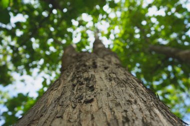 Parkta ağaçlar ve Tayland gökyüzü kadar ateş
