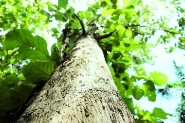 Parkta ağaçlar ve Tayland gökyüzü kadar ateş