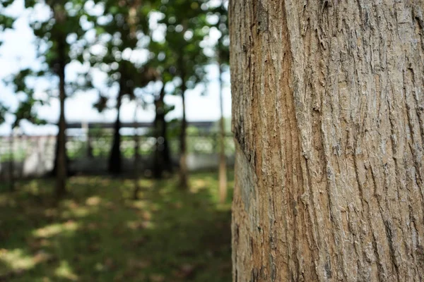 Дерева в парку, розмитий фон в Таїланді — стокове фото