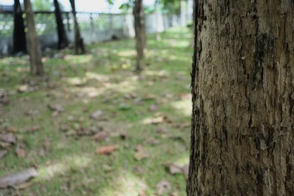 Árvores no parque, fundo borrado na Tailândia — Fotografia de Stock