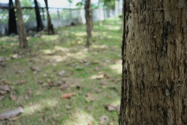 Bäume im Park, verschwommener Hintergrund in Thailand — Stockfoto