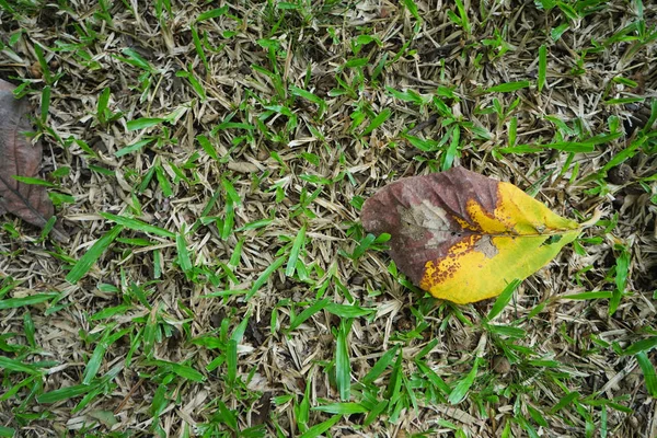 Löv och gräsmattor — Stockfoto
