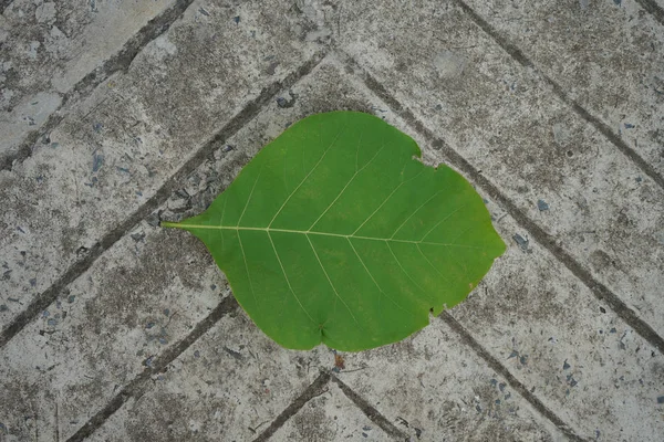 In een hout in groen geplaatst op een betonnen vloer — Stockfoto