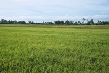Pirinç tarlaları ve güzel gökyüzü