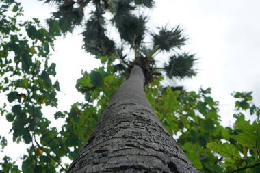 Tayland parkta Ağaçlar