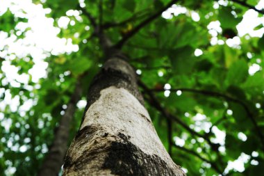 Tayland parkta Ağaçlar
