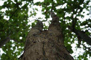 Tayland parkta Ağaçlar