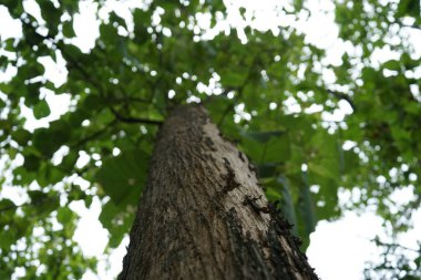 Tayland parkta Ağaçlar