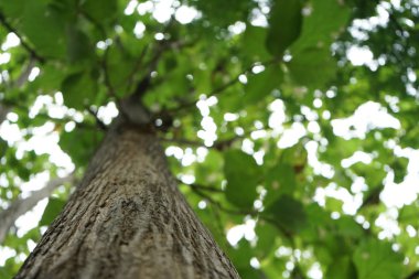 Tayland parkta Ağaçlar