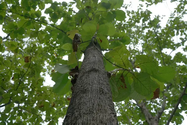 Árboles en el parque en Tailandia — Foto de Stock