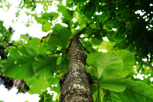 Árboles en el parque en Tailandia — Foto de Stock