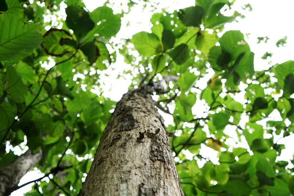 Árboles en el parque en Tailandia — Foto de Stock