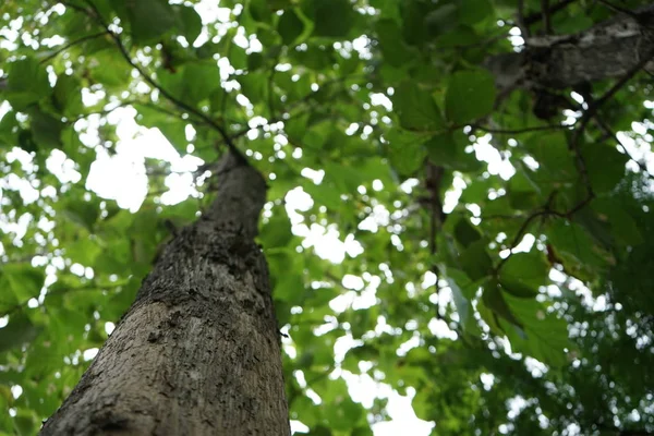 Árboles en el parque en Tailandia — Foto de Stock