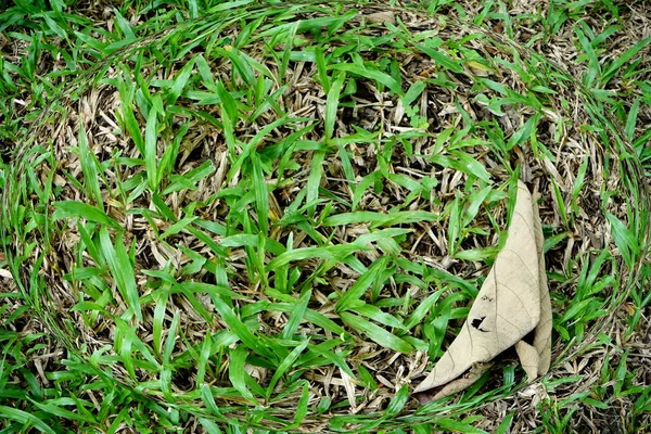 Löv och gräsmattor i tropiska trädgårdar — Stockfoto