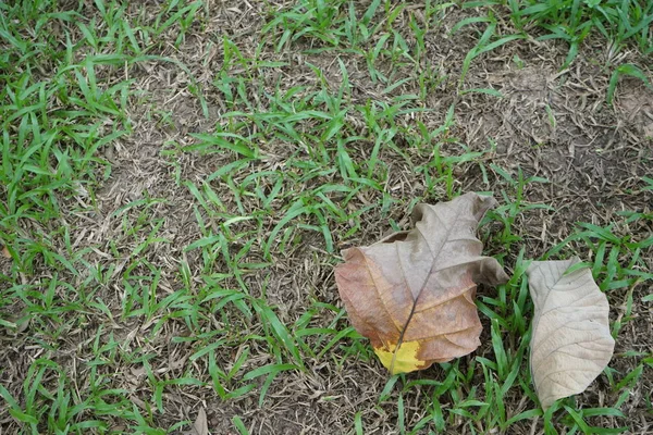 Leaves and lawns in tropical gardens — Stock Photo, Image