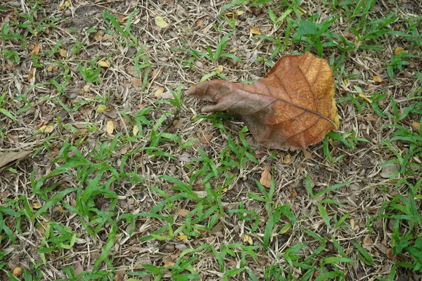 Hojas y césped en jardines tropicales — Foto de Stock