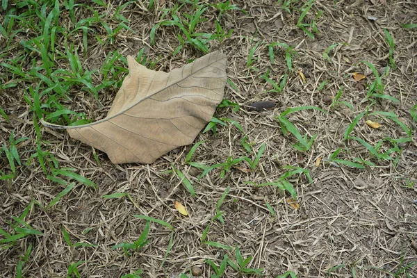 Feuilles et pelouses dans les jardins tropicaux — Photo