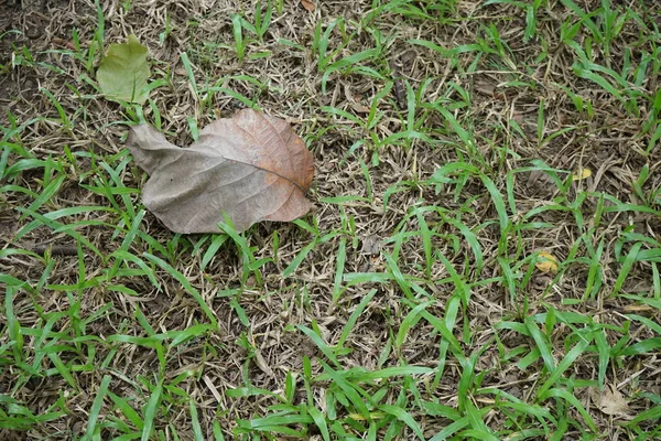 Daun dan rumput di kebun tropis — Stok Foto