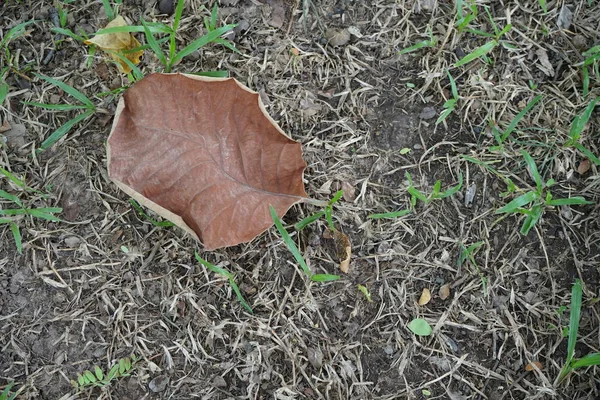 Daun dan rumput di kebun tropis — Stok Foto