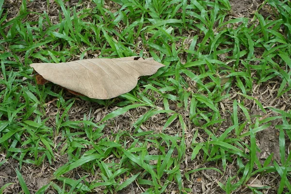 Feuilles et pelouses dans les jardins tropicaux — Photo