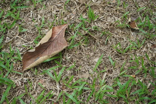 Folhas e gramados em jardins tropicais — Fotografia de Stock