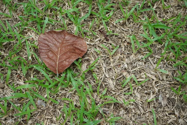 トロピカルガーデンの葉と芝生 — ストック写真