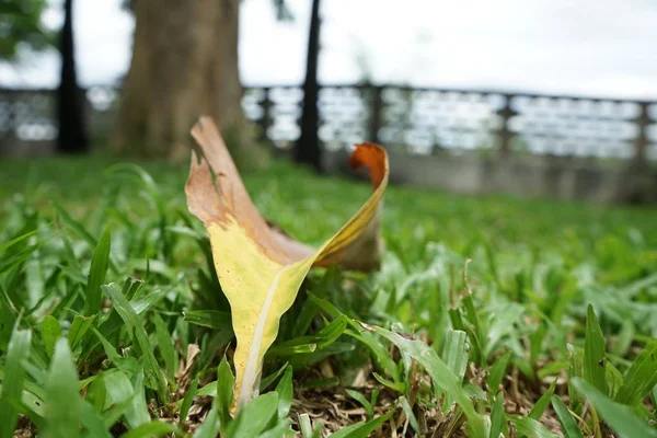 トロピカルガーデンの葉と芝生 — ストック写真