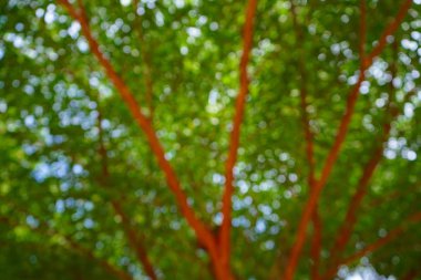 Hafif pa ile gündüz ağacın altında yaprakları vur