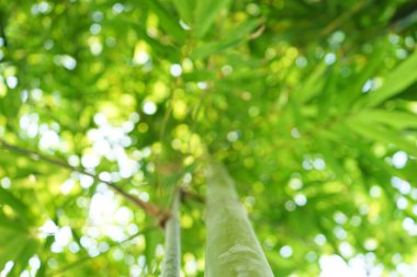 Parktaki bambu ormanı (bulanık görüntü))