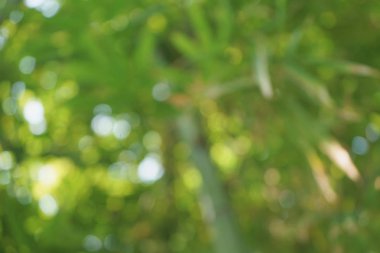 Parktaki bambu ormanı (bulanık görüntü))