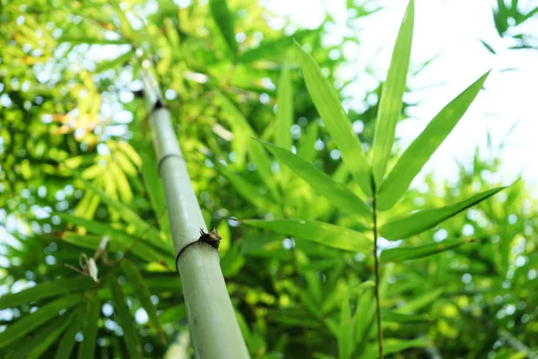 Floresta de bambu no parque (imagem borrada ) — Fotografia de Stock