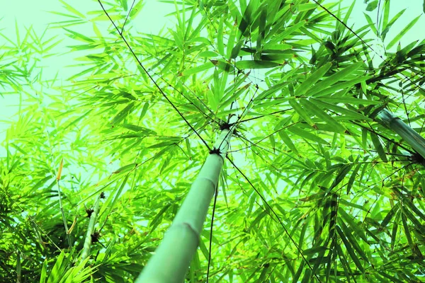 Bambusový les v parku (rozmazaný obraz) — Stock fotografie