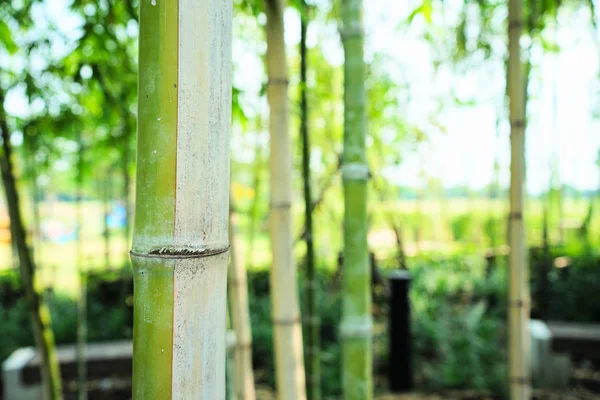 Bosque de bambú en el parque (imagen borrosa ) —  Fotos de Stock