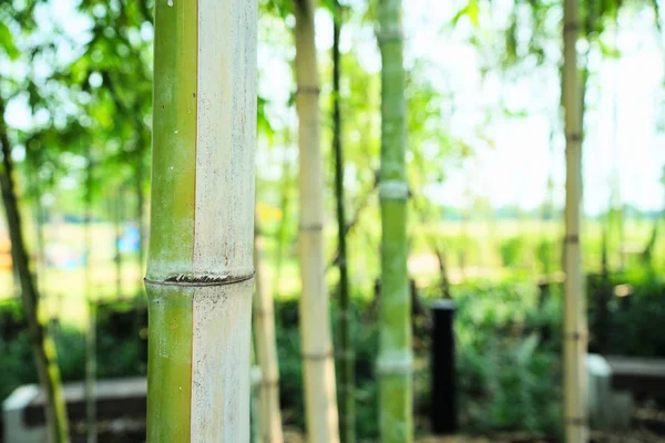 公園内の竹林（ぼやけたイメージ）) — ストック写真