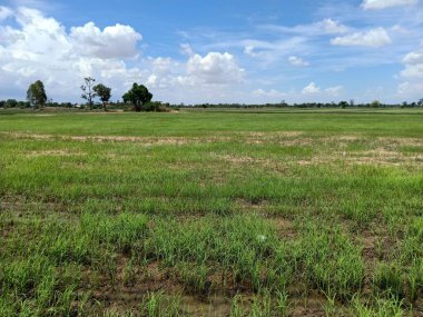 Asi 'de pirinç tarlaları ve gündüz gökyüzü