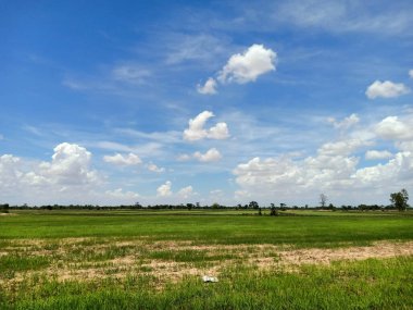 Asi 'de pirinç tarlaları ve gündüz gökyüzü