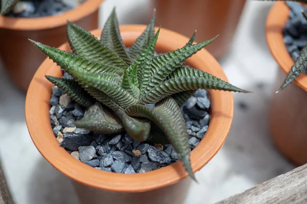 Cactus Verde Con Sacco Strato Foglie Affilate Vaso Coltivazione — Foto Stock